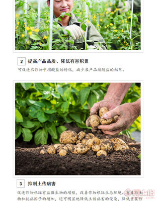 【绿陇生物 枯草芽孢杆菌