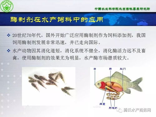 动保大会ppt⑥ 张铁鹰 酶制剂在水产动物营养与保健方面的潜质