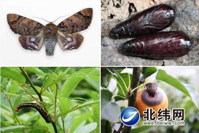 认识森林有害生物 积极预防病虫害--苎麻夜蛾